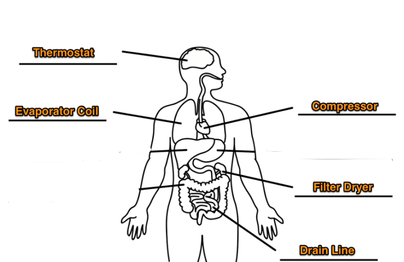 illustration of body