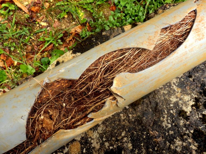 tree root in a pipe